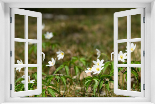 Fototapeta Naklejka Na Ścianę Okno 3D - White anemones in a forest. Spring vibes