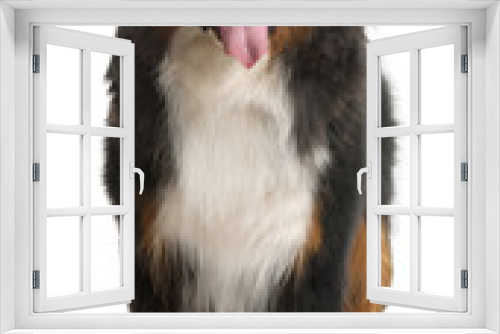 Fototapeta Naklejka Na Ścianę Okno 3D - Bernese Mountain Dog, 3 years old, standing