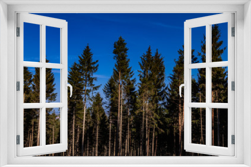 Fototapeta Naklejka Na Ścianę Okno 3D - Spruce forest with blue sky