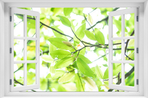 Fototapeta Naklejka Na Ścianę Okno 3D - Natural Green Tree Background.