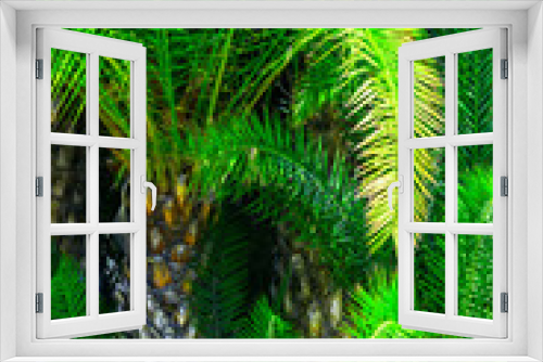 Fototapeta Naklejka Na Ścianę Okno 3D - Thick palm trees jungle.Tropical nature greenery background. Saturated vibrant emerald green color. Natural foliage pattern from spiky dangling leaves. Sunlight leaks. Idyllic scenery paradise