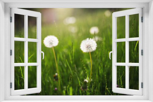 Fototapeta Naklejka Na Ścianę Okno 3D - Dandelion in the meadow at spring