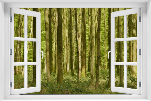Fototapeta Naklejka Na Ścianę Okno 3D - Zone d'arbres très serrés et impénétrable au bois des Capucins à Tervuren