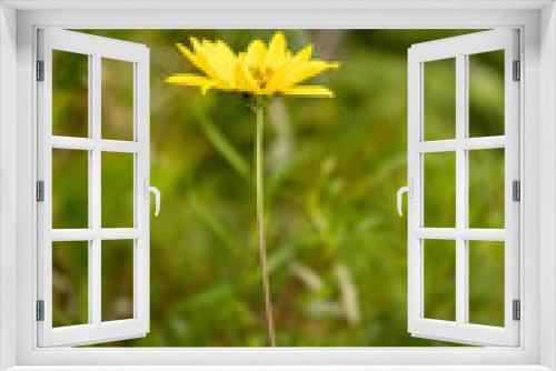 Fototapeta Naklejka Na Ścianę Okno 3D - yellow flower in grass