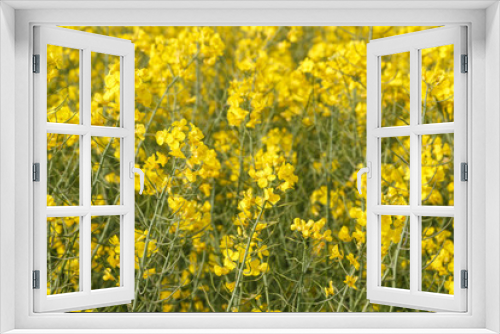 Fototapeta Naklejka Na Ścianę Okno 3D - Field of canola with yellow flowers in Brittany