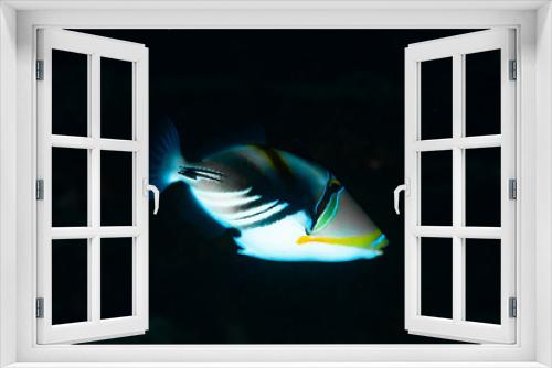 Fototapeta Naklejka Na Ścianę Okno 3D - Picasso Triggerfish Rhinecanthus aculeatus
