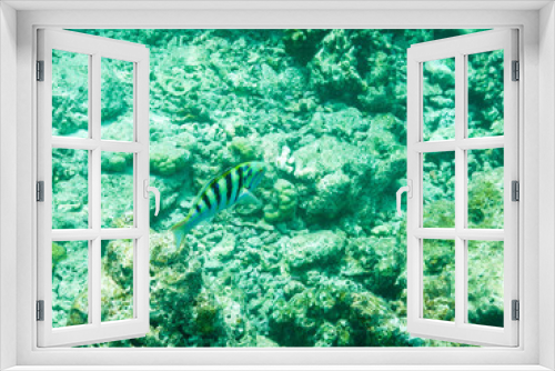 Fototapeta Naklejka Na Ścianę Okno 3D - tropical fish