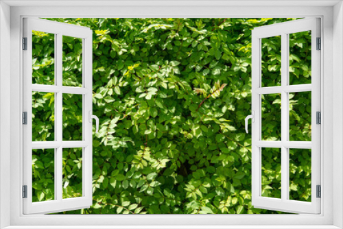 Fototapeta Naklejka Na Ścianę Okno 3D - Green leaves backgroun texture. Ecology as a lifestyle.