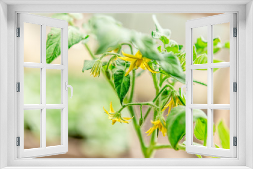 Fototapeta Naklejka Na Ścianę Okno 3D - Young tomato plant in greenhousel.