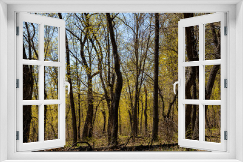 Fototapeta Naklejka Na Ścianę Okno 3D - spring, nature, forest, trees, grass, beauty, first, greens, leaves