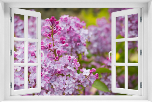 Fototapeta Naklejka Na Ścianę Okno 3D - Beautiful purple flowers in the garden in spring