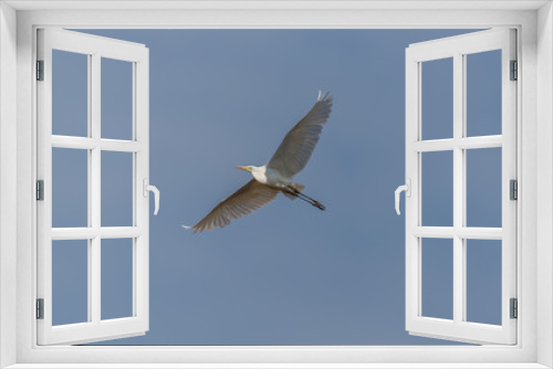 Fototapeta Naklejka Na Ścianę Okno 3D - Great White Egret Flying in a Clear Blue Sky in Latvia in Spring