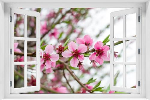Fototapeta Naklejka Na Ścianę Okno 3D - spring flowers in the garden