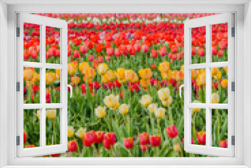 Fototapeta Naklejka Na Ścianę Okno 3D - tulips field agriculture holland