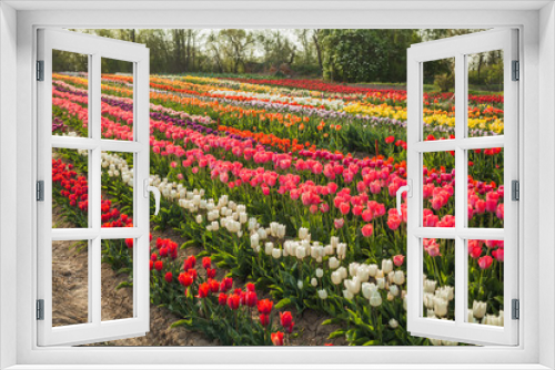 Fototapeta Naklejka Na Ścianę Okno 3D - tulips field agriculture holland