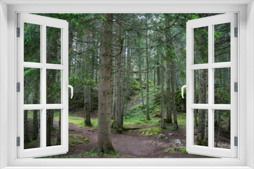 Fototapeta Naklejka Na Ścianę Okno 3D - Trees in the green coniferous woods