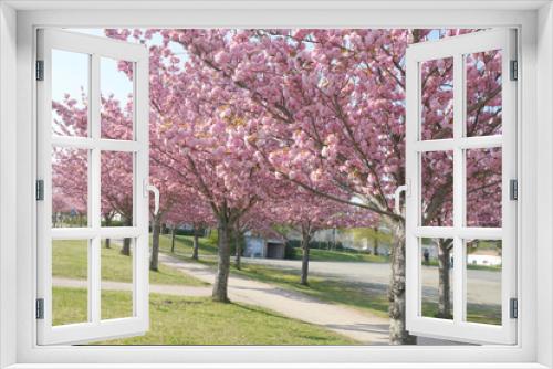 Fototapeta Naklejka Na Ścianę Okno 3D - cerisiers sur le chemin