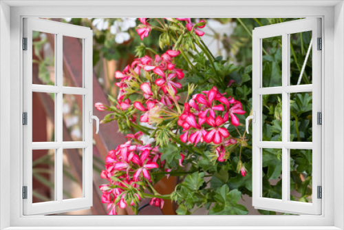 Fototapeta Naklejka Na Ścianę Okno 3D - Pink flowers in the garden.Flowers in the garden