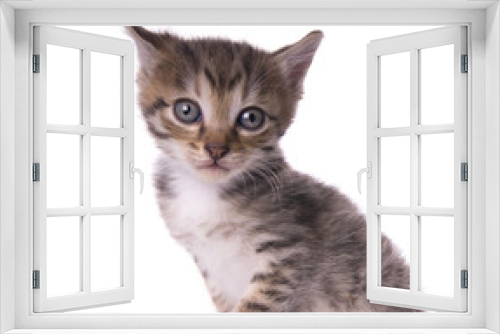 Fototapeta Naklejka Na Ścianę Okno 3D - kitty