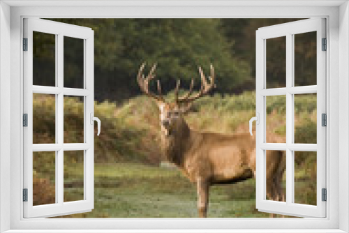 Fototapeta Naklejka Na Ścianę Okno 3D - Red Deer Rutting Season Autumn Fall