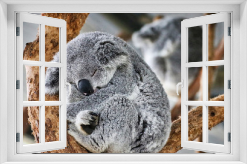 Fototapeta Naklejka Na Ścianę Okno 3D - koala in a tree