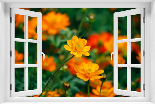 Fototapeta Naklejka Na Ścianę Okno 3D - Orange blooming zinnia flowers in garden for nature backgroun.