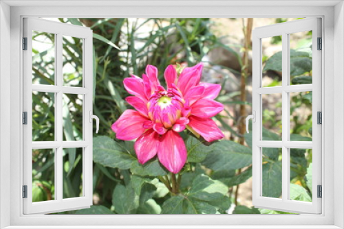 Fototapeta Naklejka Na Ścianę Okno 3D - pink flower in the garden