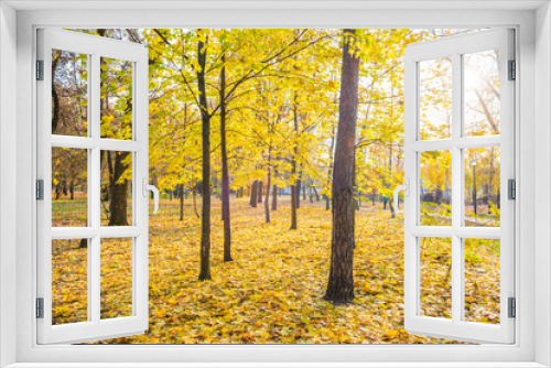 Fototapeta Naklejka Na Ścianę Okno 3D - Yellow maple trees in city park