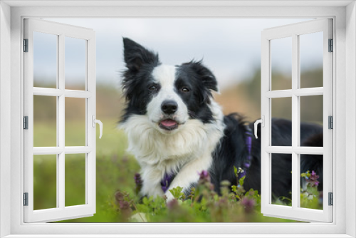 Fototapeta Naklejka Na Ścianę Okno 3D - Young border collie in a flower meadow