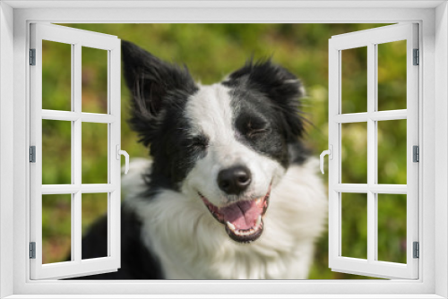 Fototapeta Naklejka Na Ścianę Okno 3D - Winking border collie in a meadow