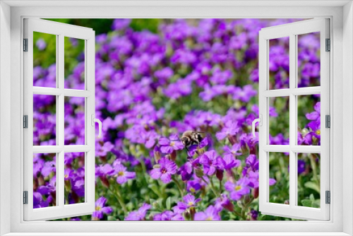 Fototapeta Naklejka Na Ścianę Okno 3D - Bee and purple flowers, nature, color.
