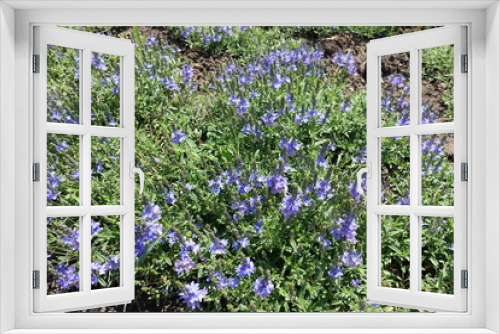 Fototapeta Naklejka Na Ścianę Okno 3D - Flowering cushion of Veronica austriaca in May