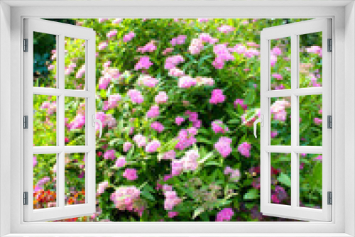 Fototapeta Naklejka Na Ścianę Okno 3D - beautiful pink flower in summer garden