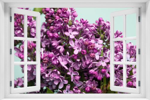 Fototapeta Naklejka Na Ścianę Okno 3D - Purple lilac flowers spring blossom background
