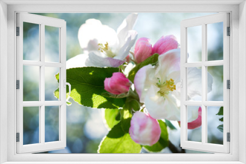 Fototapeta Naklejka Na Ścianę Okno 3D - Kwiaty jabłoni w pełnym rozkwicie w piękny słoneczny dzień