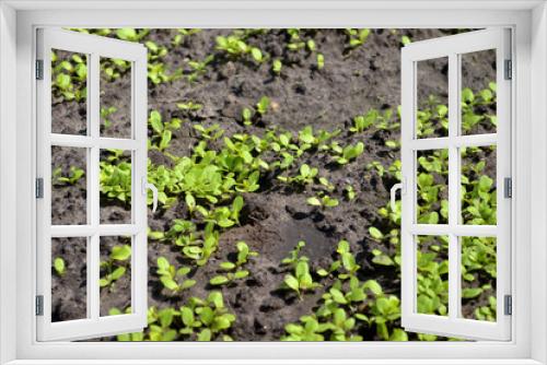Fototapeta Naklejka Na Ścianę Okno 3D - Young sprouts of lettuce in the garden on the sunshine