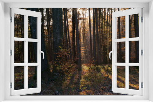 Fototapeta Naklejka Na Ścianę Okno 3D - A Beautiful Autumn Scene in the Forest with Trees, Orange Leaves and Light Rays