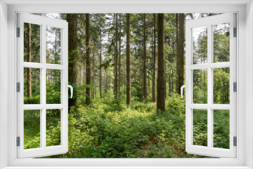 Fototapeta Naklejka Na Ścianę Okno 3D - Forest landscape Hampshire England