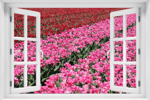 Fototapeta Naklejka Na Ścianę Okno 3D - Scenic view of tulip field in North Holland, Netherlands
