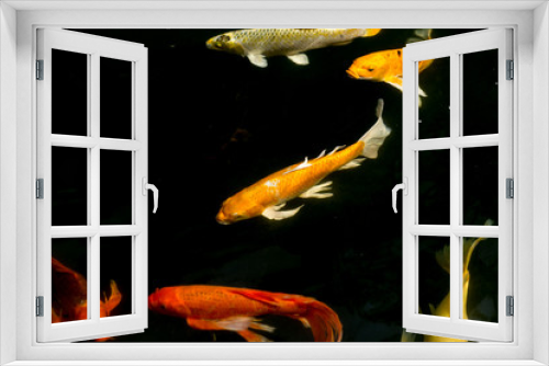 Fototapeta Naklejka Na Ścianę Okno 3D - Fancy carp swimming in a pond. Fancy Carps Fish or Koi Swim in Pond, Movement of Swimming and Space.