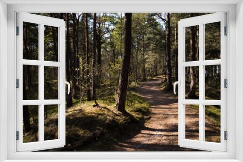 Fototapeta Naklejka Na Ścianę Okno 3D - Wood road - Baltic eastern europe pine forest with high old evergreen trees pointing up in the sky during a bright sunny day with rays of light coming through