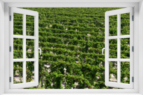 Fototapeta Naklejka Na Ścianę Okno 3D - Vineyard with grapes growing on farm in Pacific Northwest USA