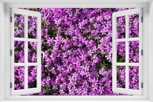 Fototapeta Naklejka Na Ścianę Okno 3D - Purple spring flowers texture background. Close-up