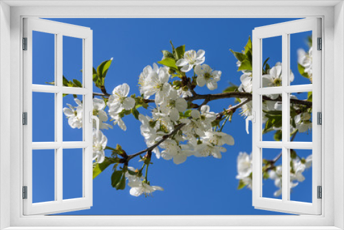 Fototapeta Naklejka Na Ścianę Okno 3D - Cherry branches with blooming flowers in spring in the wind	