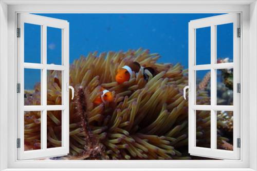 Fototapeta Naklejka Na Ścianę Okno 3D - clownfish found at sea anemones at coral reef area at Tioman island, Malaysia