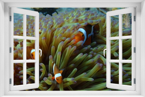Fototapeta Naklejka Na Ścianę Okno 3D - clownfish found at sea anemones at coral reef area at Tioman island, Malaysia