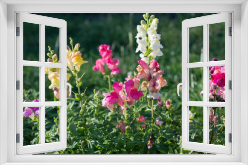 Fototapeta Naklejka Na Ścianę Okno 3D - Antirrhinum majus flower grows in the garden