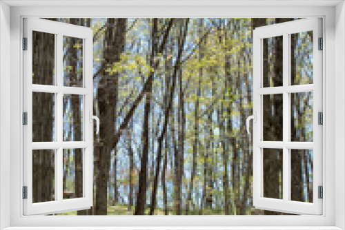 Fototapeta Naklejka Na Ścianę Okno 3D - 新緑と青空と林
