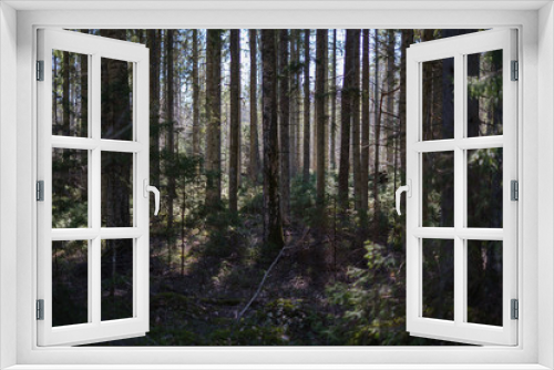 Fototapeta Naklejka Na Ścianę Okno 3D - dark forest with tree trunks casting shadows on the ground