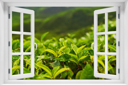 Fototapeta Naklejka Na Ścianę Okno 3D - Beautiful fresh green tea background. Selective focustea leaves with drops of morning dew. Sungai Palas in Cameron Highlands, Malaysia.